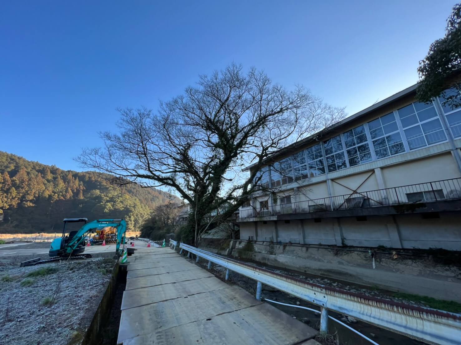 下部の幹部分はとても大きく河川側へ偏心している状況でした。